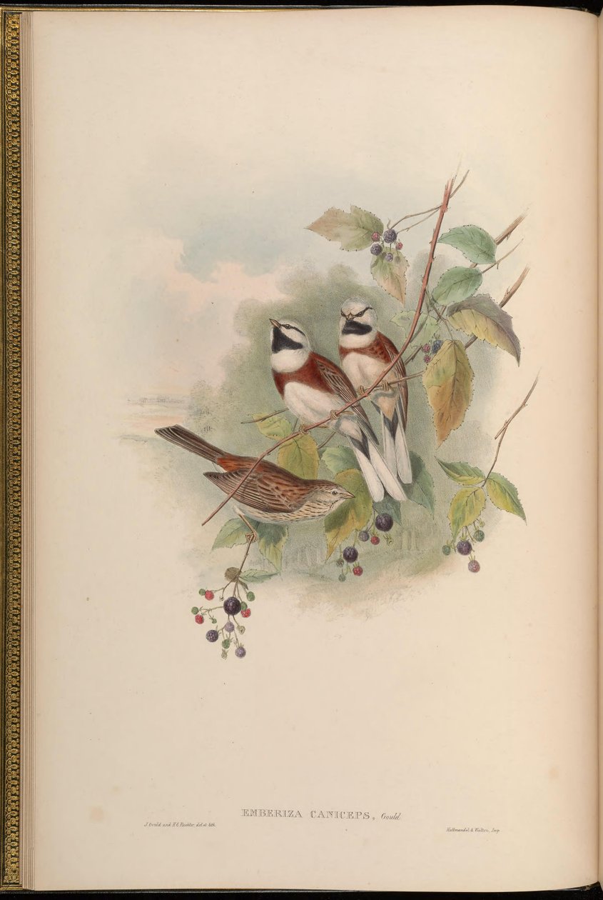 Emberiza caniceps = Emberiza stewarti av John Gould