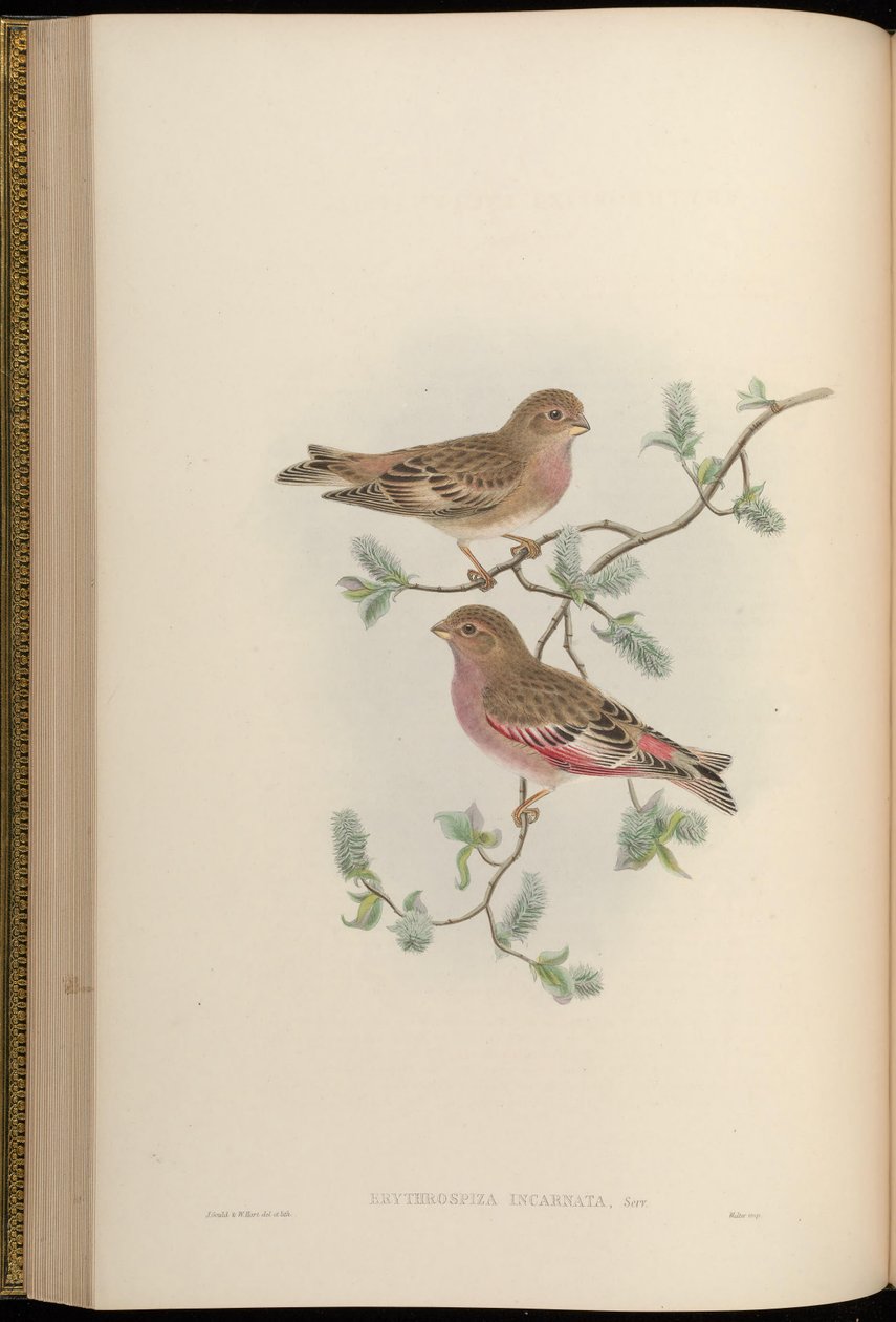 Erythrospiza incarnata = Bucanetes mongolicus [2] av John Gould