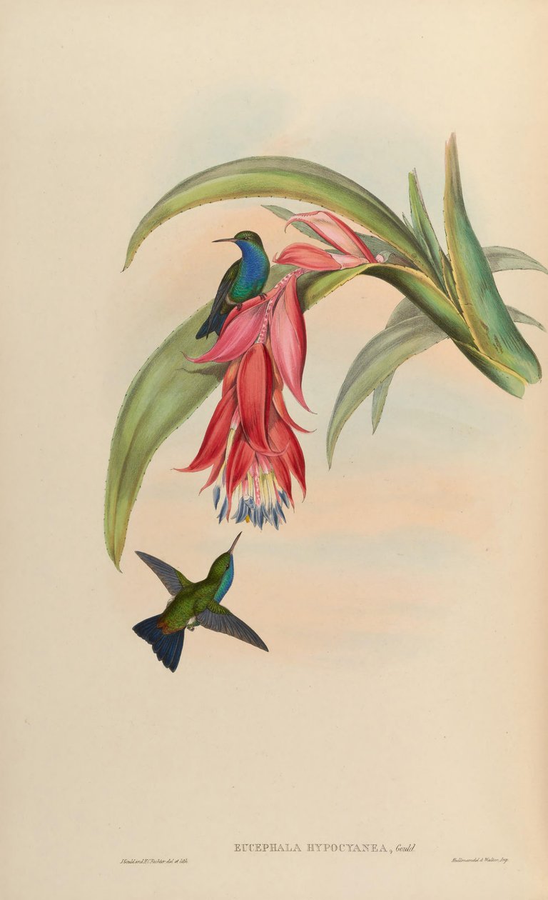 Eucephala hypocyanea = avvikende Chlorostilbon notata eller (C. notata X Hylocharis cyanus) av John Gould