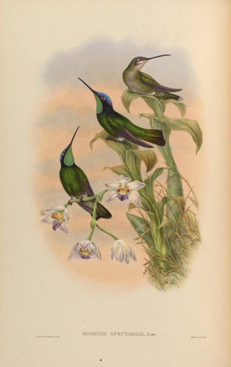 Eugenes spectabilis = Eugene spectabilis av John Gould