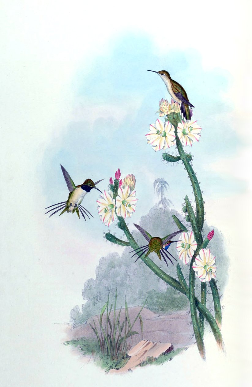 Eulidia yarrellii = Syn av John Gould