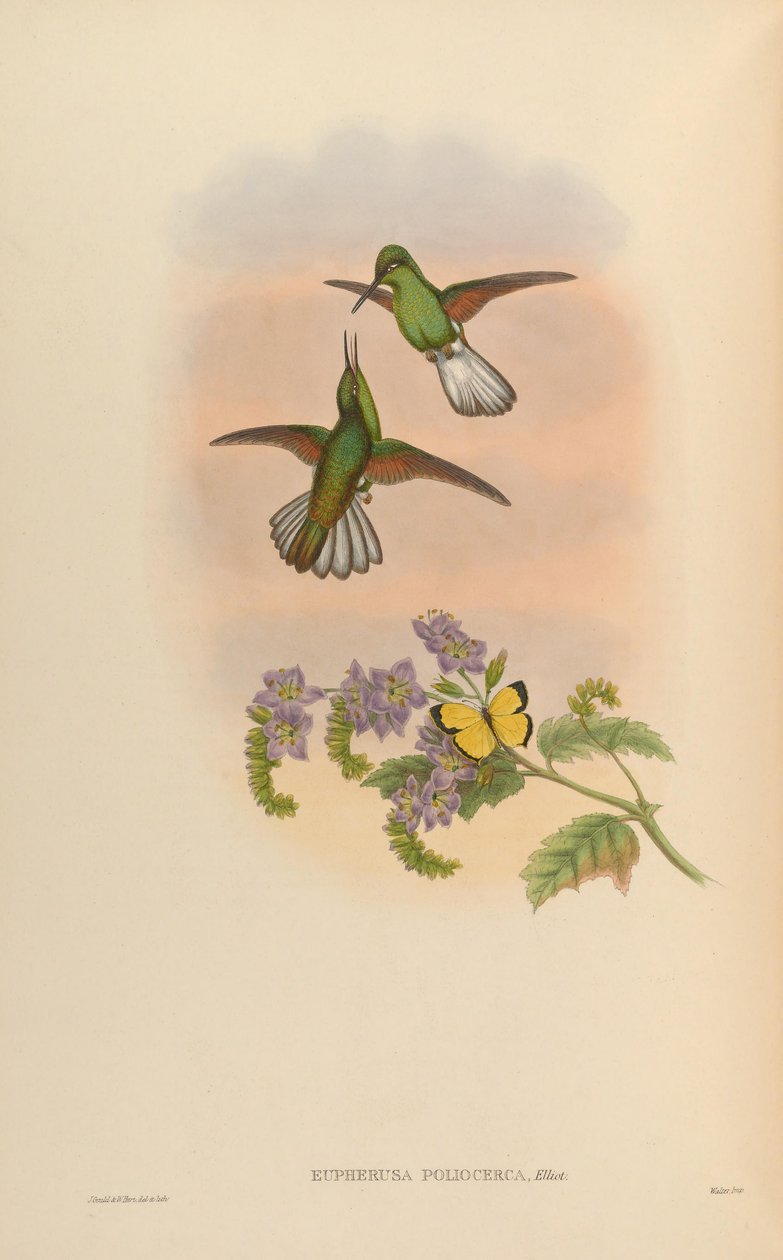Eupherusa poliocerca av John Gould