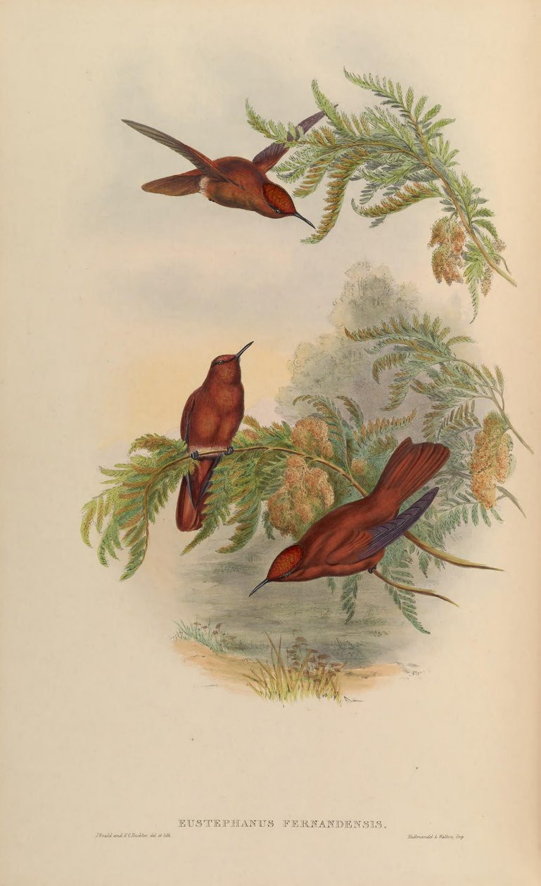 Eustephanus fernandensis = Sephanoides fernandensis av John Gould