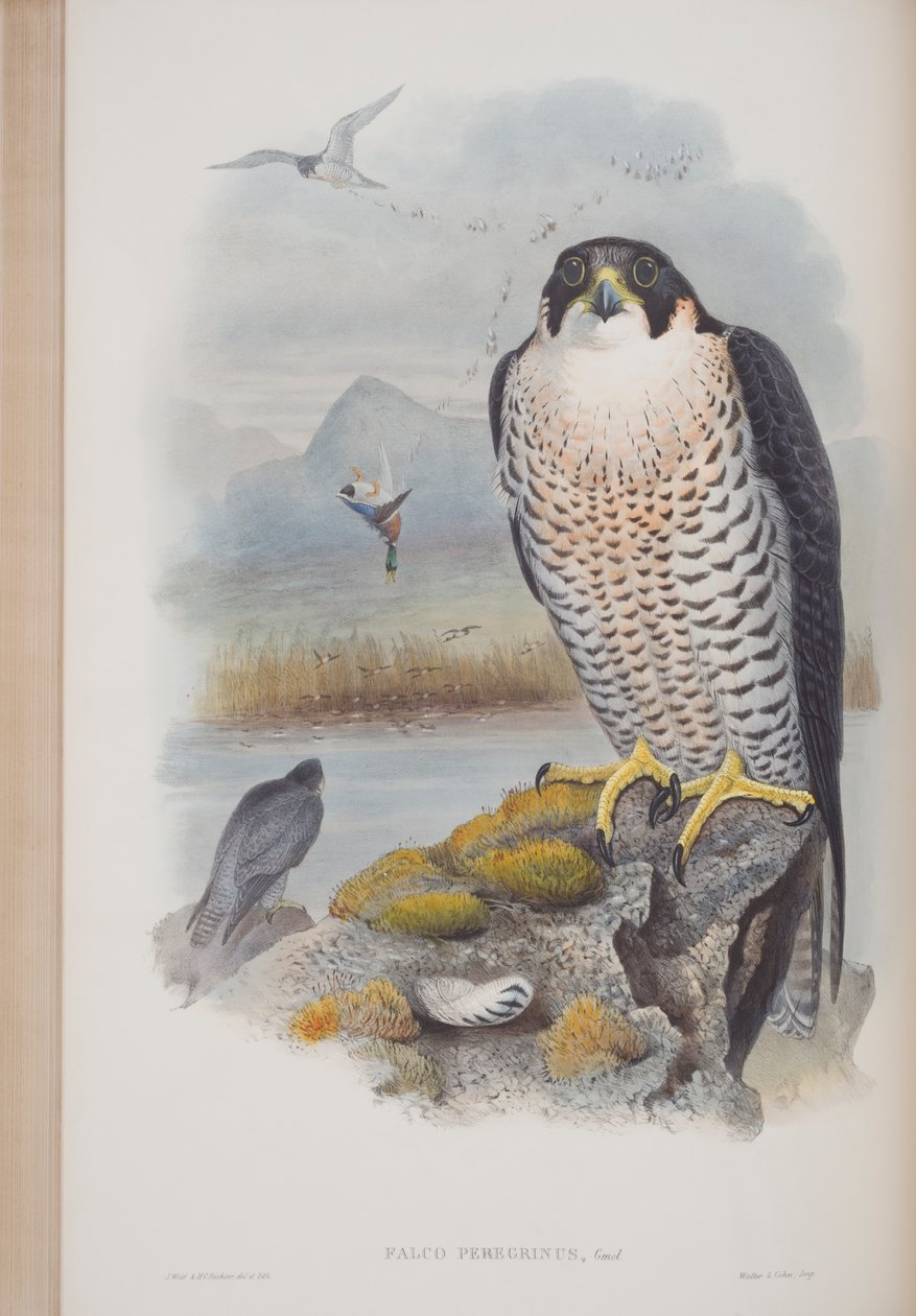 Falco Peregrinus, plate fra The Birds of Great Britain av John Gould, utgitt 1862-73 (håndfarget lito) av John Gould
