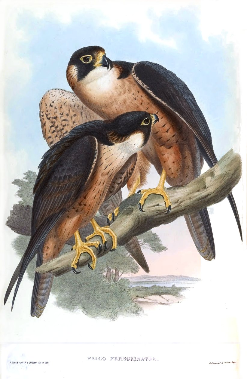 Falco peregrinator = Falco peregrinus peregrinator av John Gould