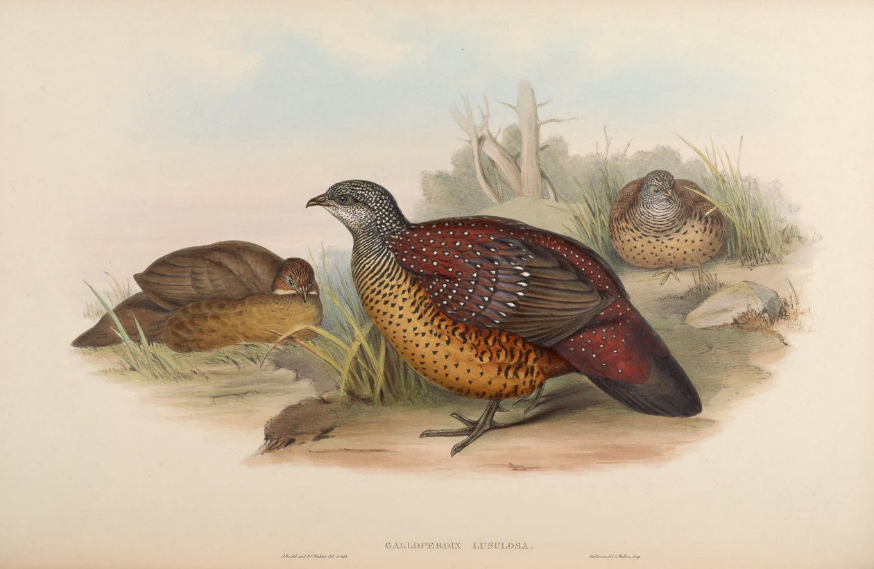 Galloperdix lunulata av John Gould