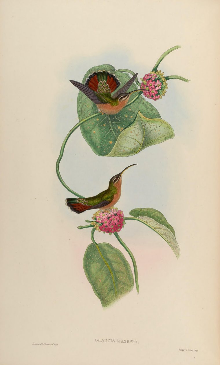 Glaucis mazeppa = Glaucis hirsutus hirsutus av John Gould