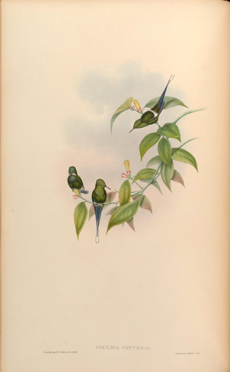 Gouldia conversi = Discosura conversii av John Gould