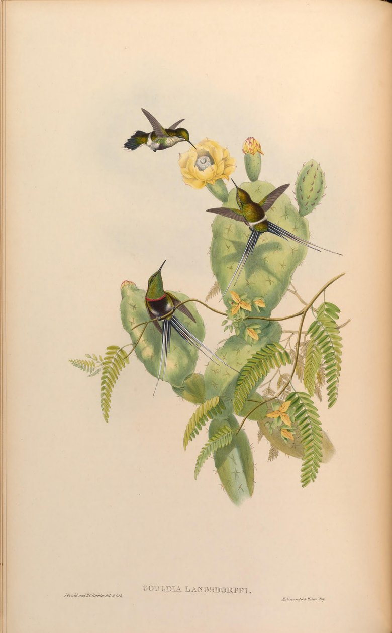Gouldia langsdorffi = Discosura langsdorffi langsdorffi av John Gould
