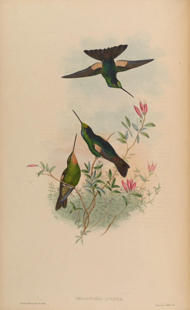 Helianthea lutetiae = Coelena lutetiae av John Gould