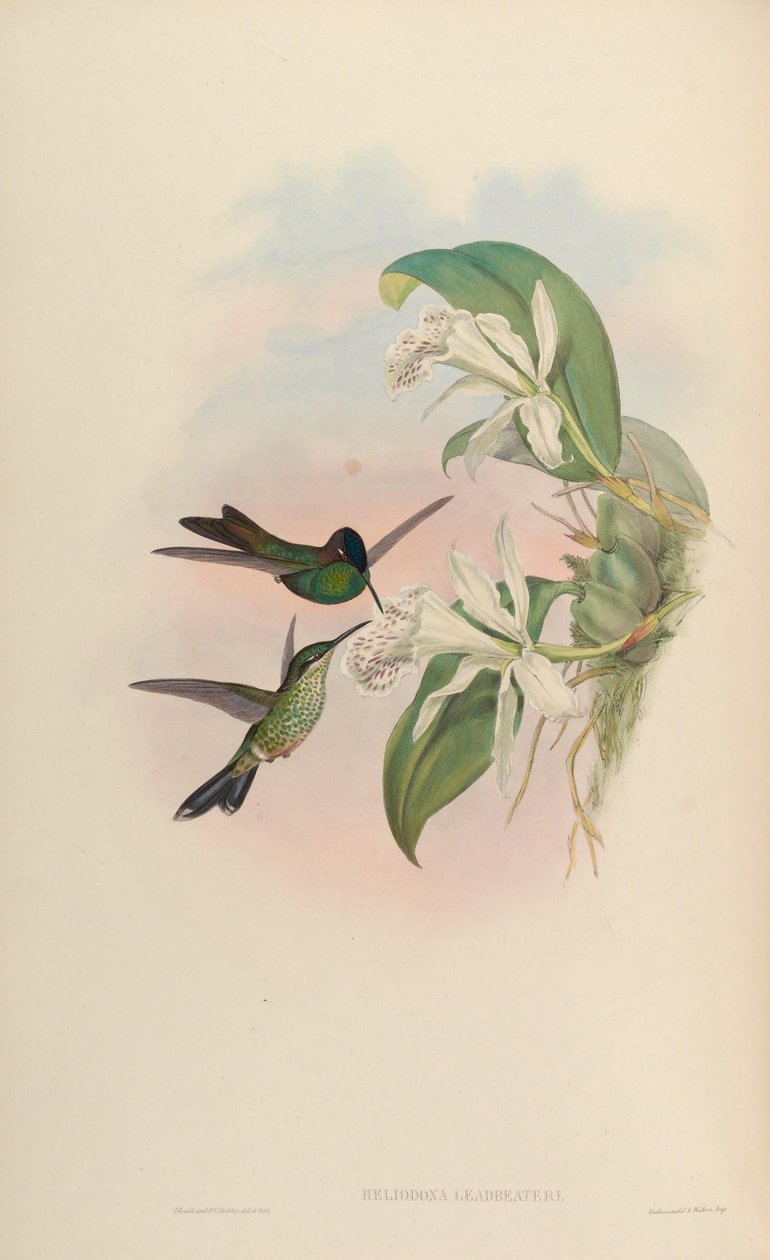 Heliodoxa leadbeateri av John Gould