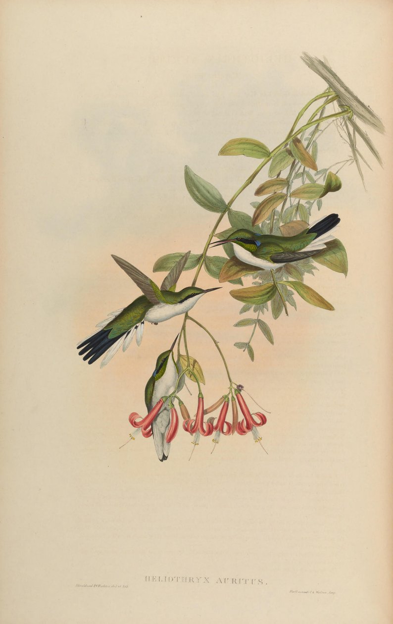 Heliothryx auritus av John Gould