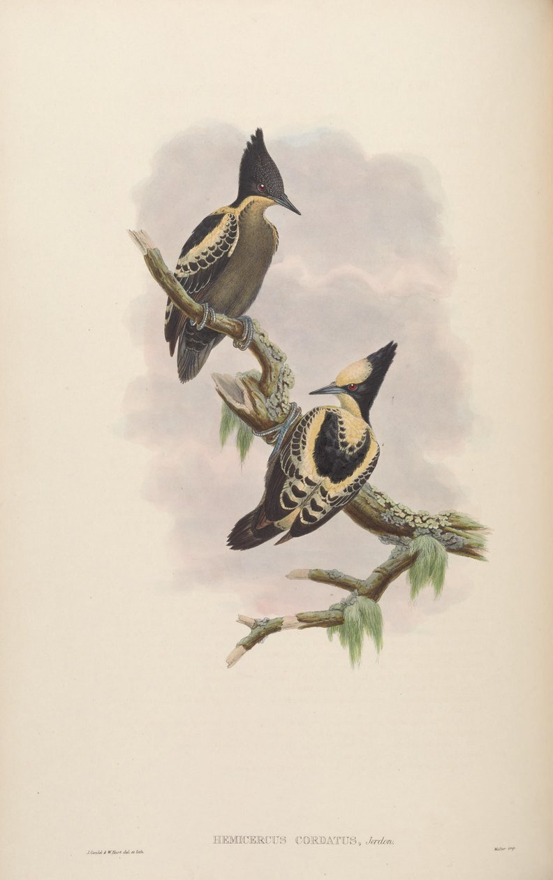 Hemicercus cordatus = Hemicircus synger [2] av John Gould
