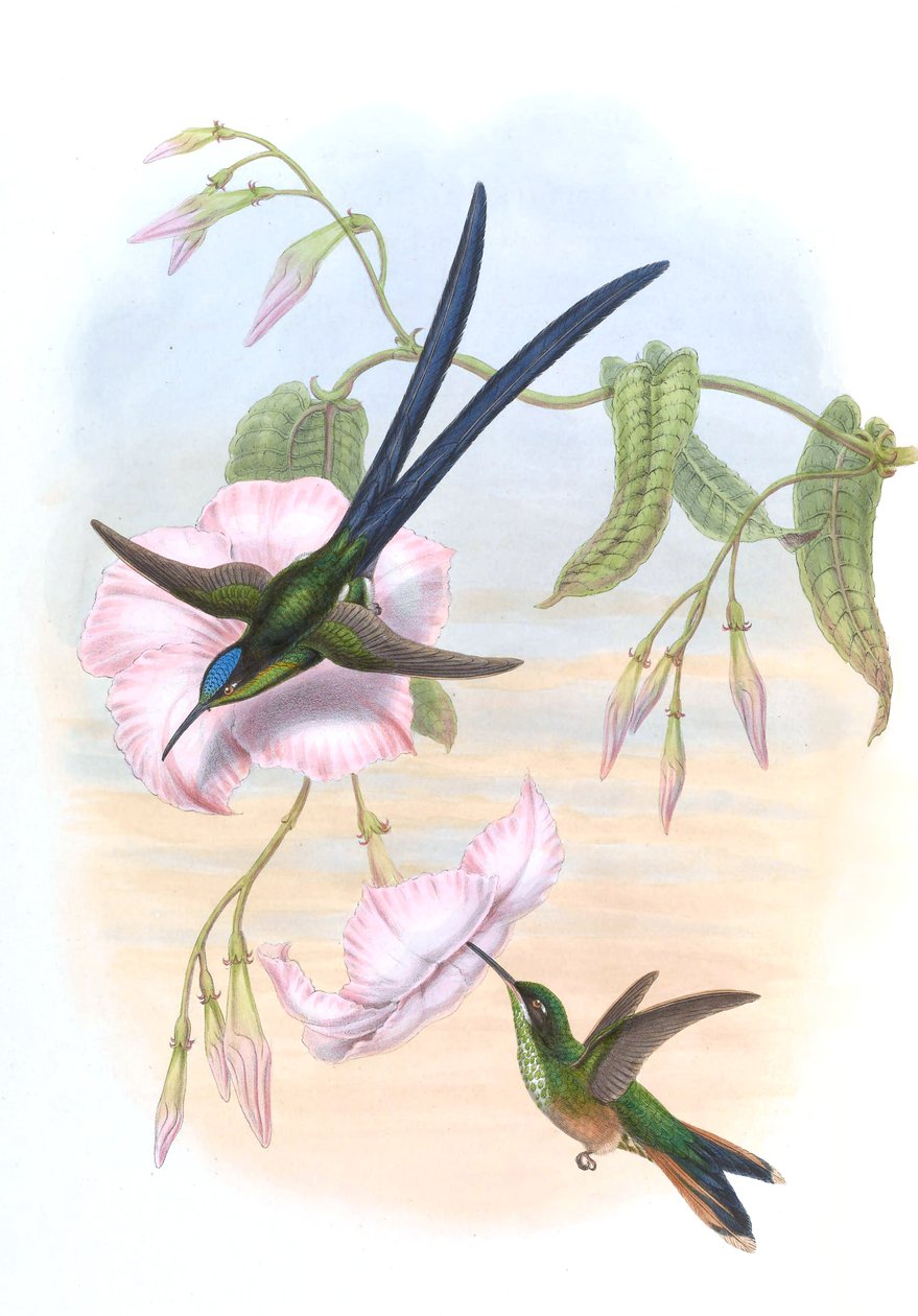 Hylonympha macrocerca av John Gould