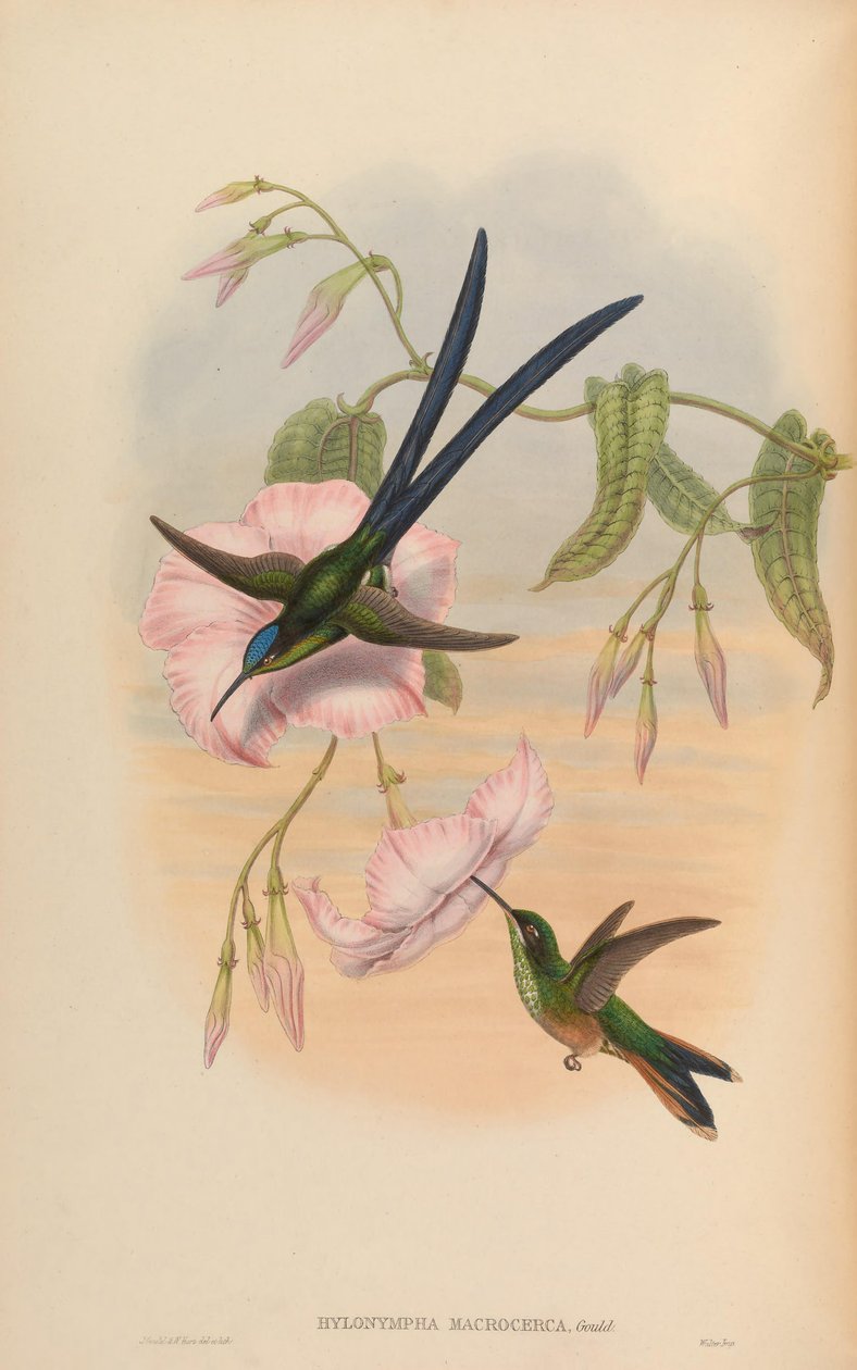 Hylonympha macrocerca av John Gould