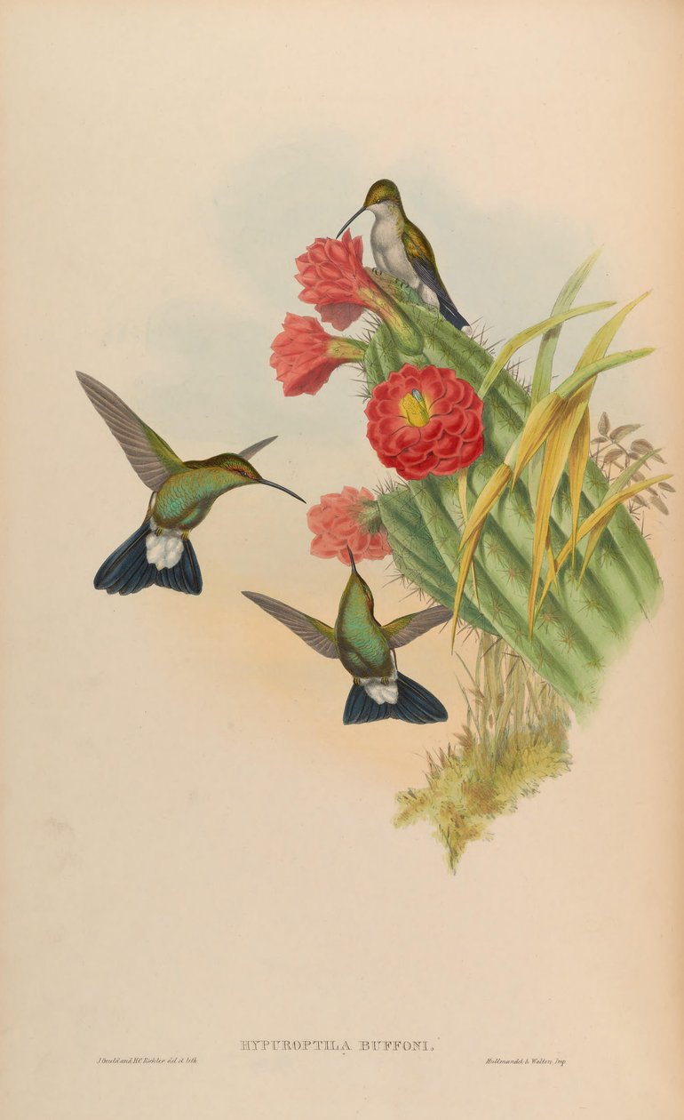 Hypuroptila buffonii = Chalybura buffonii av John Gould