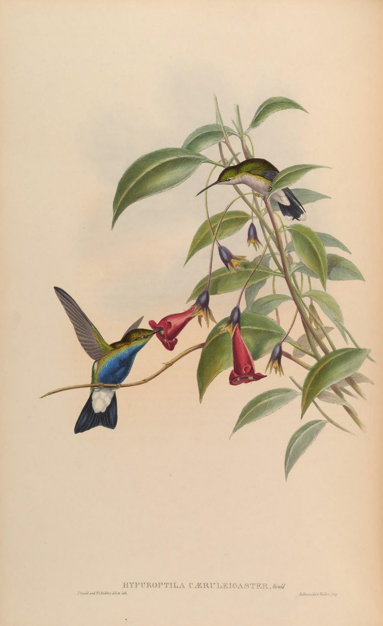 Hypuroptila caeruleigaster = Chalybura buffonii caeruleogaster av John Gould
