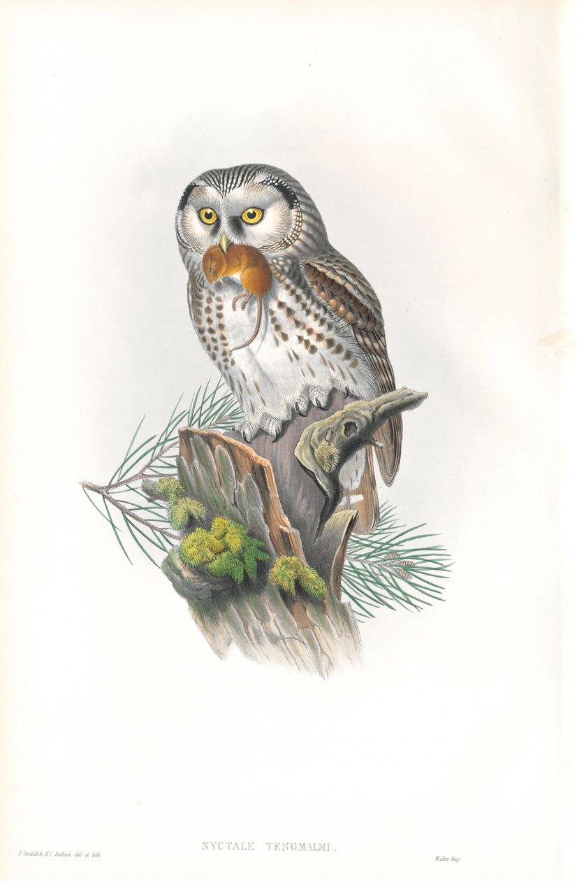 Illustrasjon av Nyctale Tengmalm (Tengmalms ugle) av John Gould