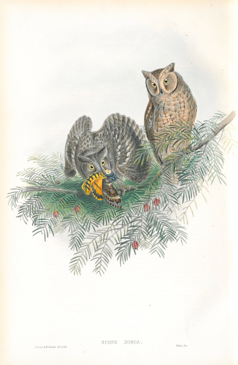 Illustrasjon av Scops Zorca (Scops Eared Owl) av John Gould