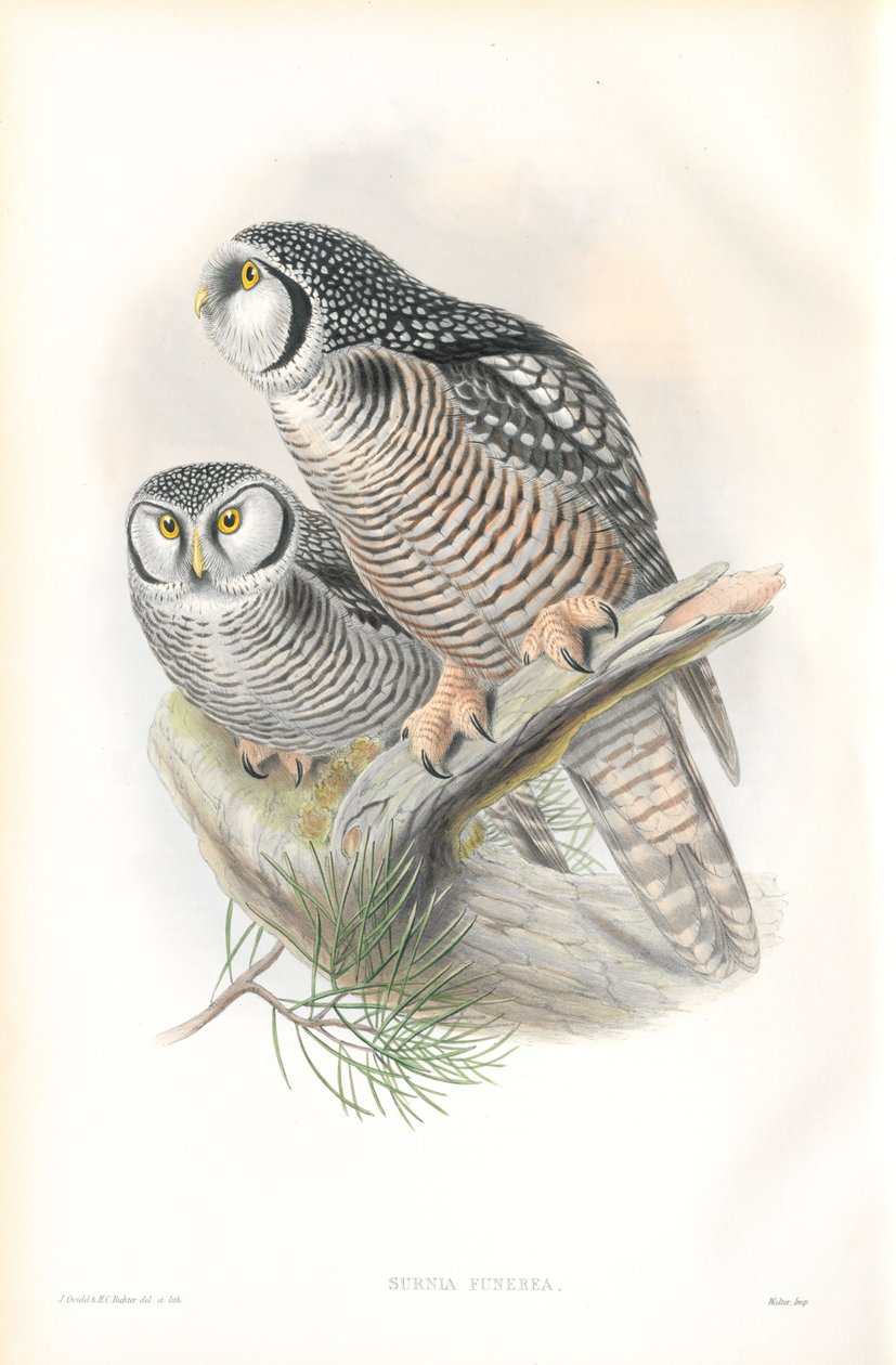 Illustrasjon av Surnia Funerea (Hawk Owl) av John Gould