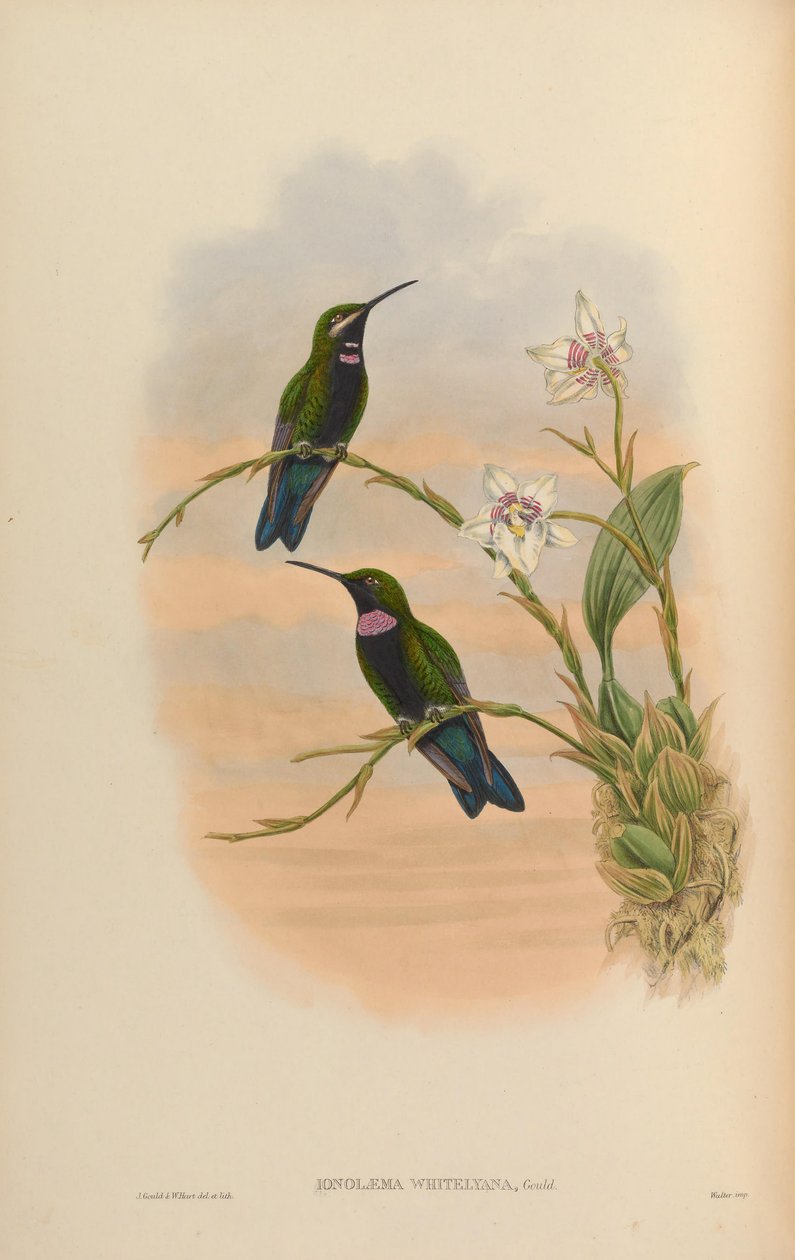 Ionolæma whitelyana = Heliodoxa schreibersii whitelyana av John Gould