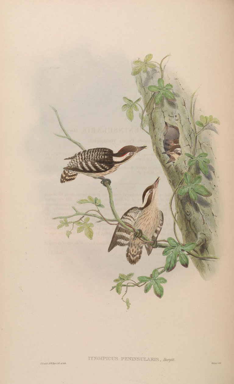 Iyngipicus gymnophthalmus peninsularis = Dendrocopos nanus gymnopthalmus [2] [3] av John Gould