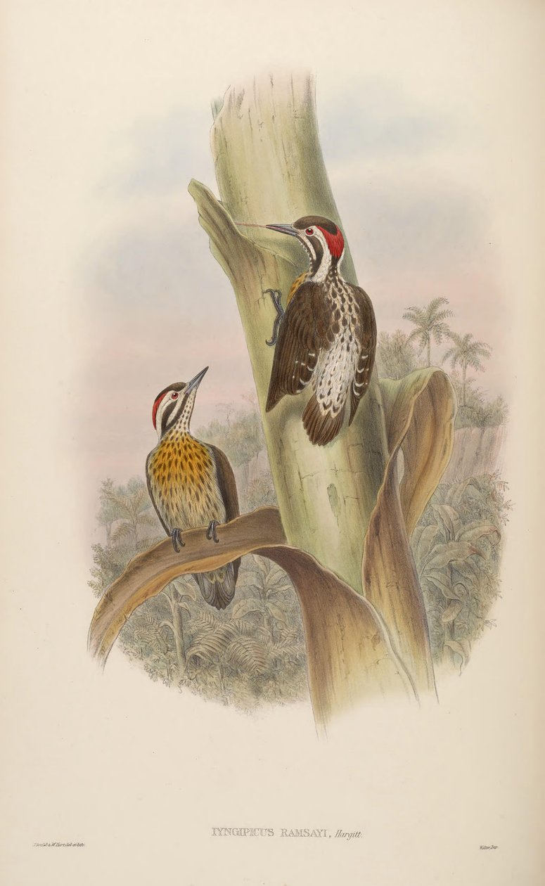 Iyngipicus ramsayi = Dendrocopos ramsayi ramsayi av John Gould