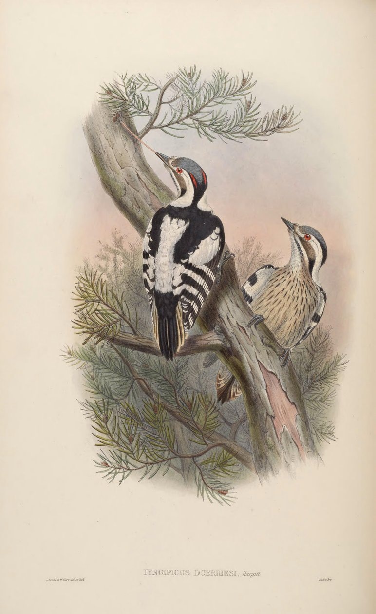 Iyngipicus scintilliceps = Dendrocopos canicapillus scintilliceps [2] av John Gould