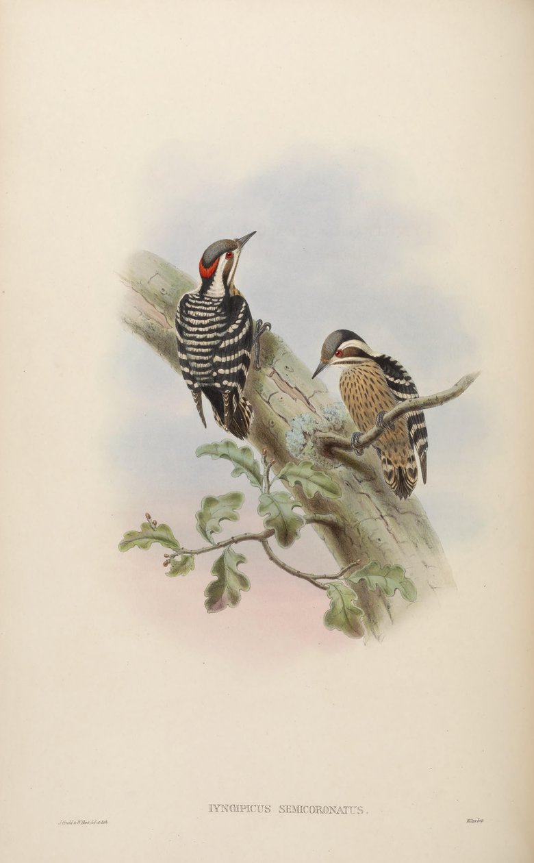 Iyngipicus semicoronatus = Dendrocopos canicapillus semicoronatus [2] av John Gould