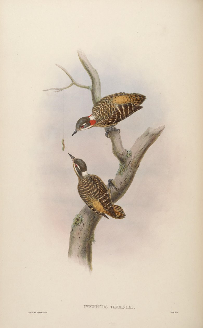 Iyngipicus temmincki = Dendrocopos temminckii [2] av John Gould