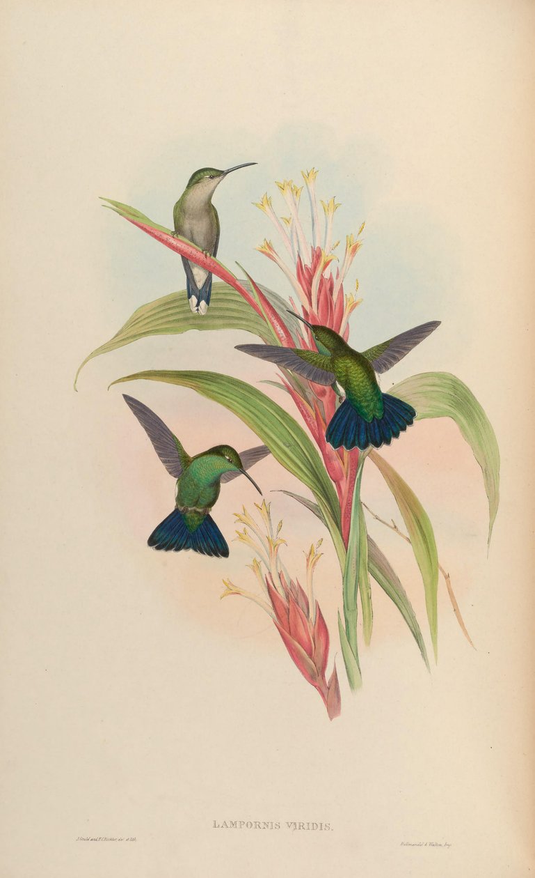Lampornis viridis = Anthracothorax viridis av John Gould