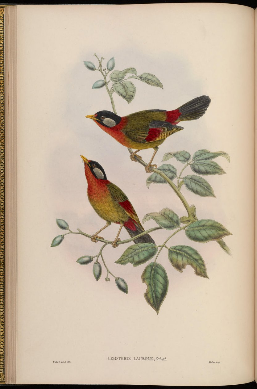 Leiothrix laurinae = Leiothrix argentauris laurinae av John Gould