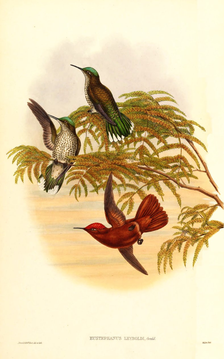 Leybolds brannkrone (Eustephanus Leyboldi) som nå er et synonym for Sephanoides fernandensis leyboldi av John Gould