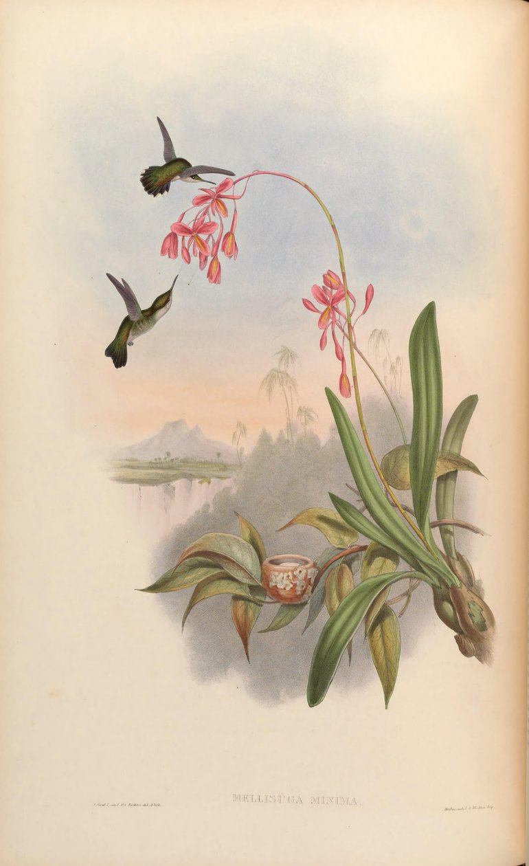 Mellisuga minima av John Gould