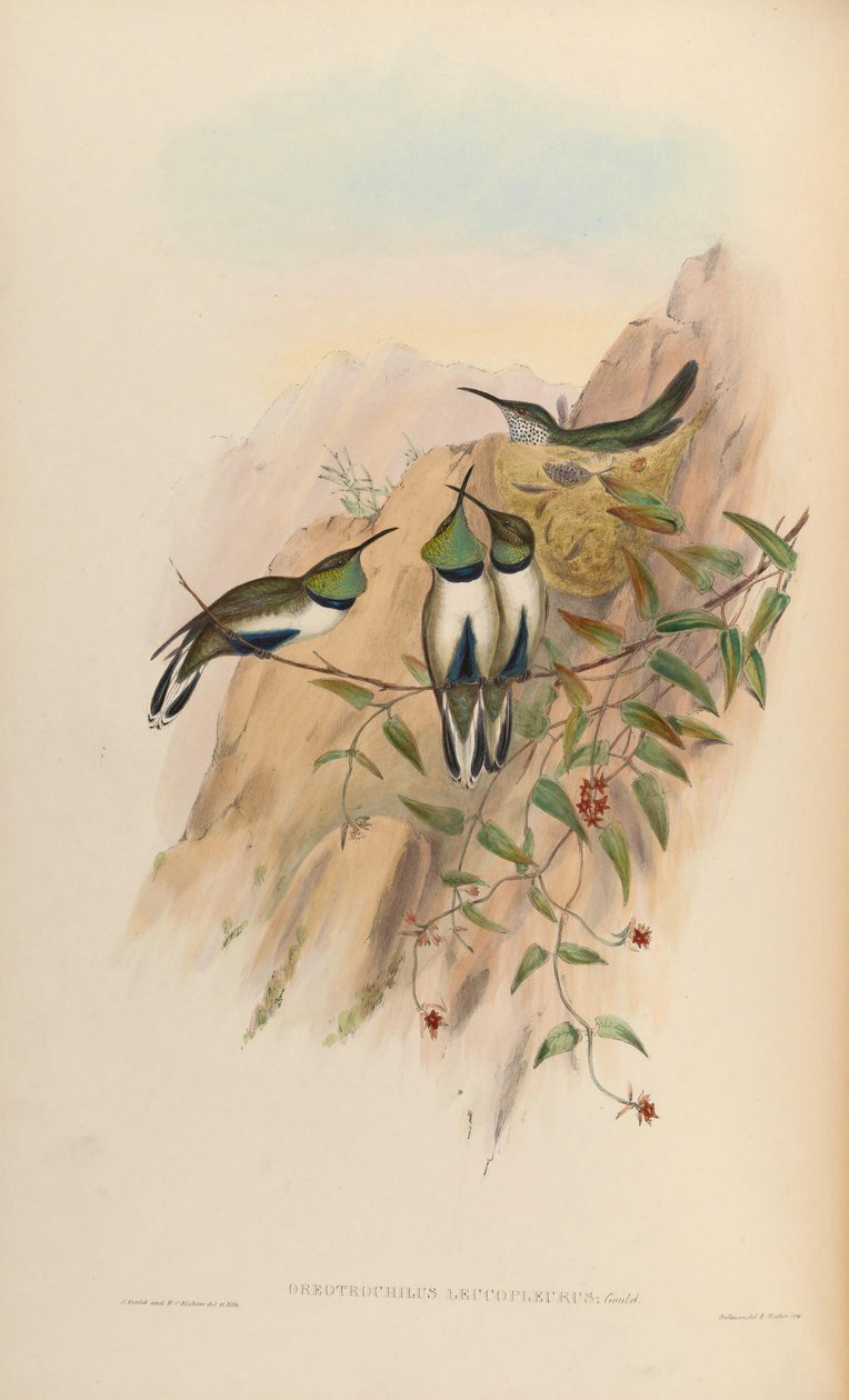 Oreotrochilus leucopleurus av John Gould