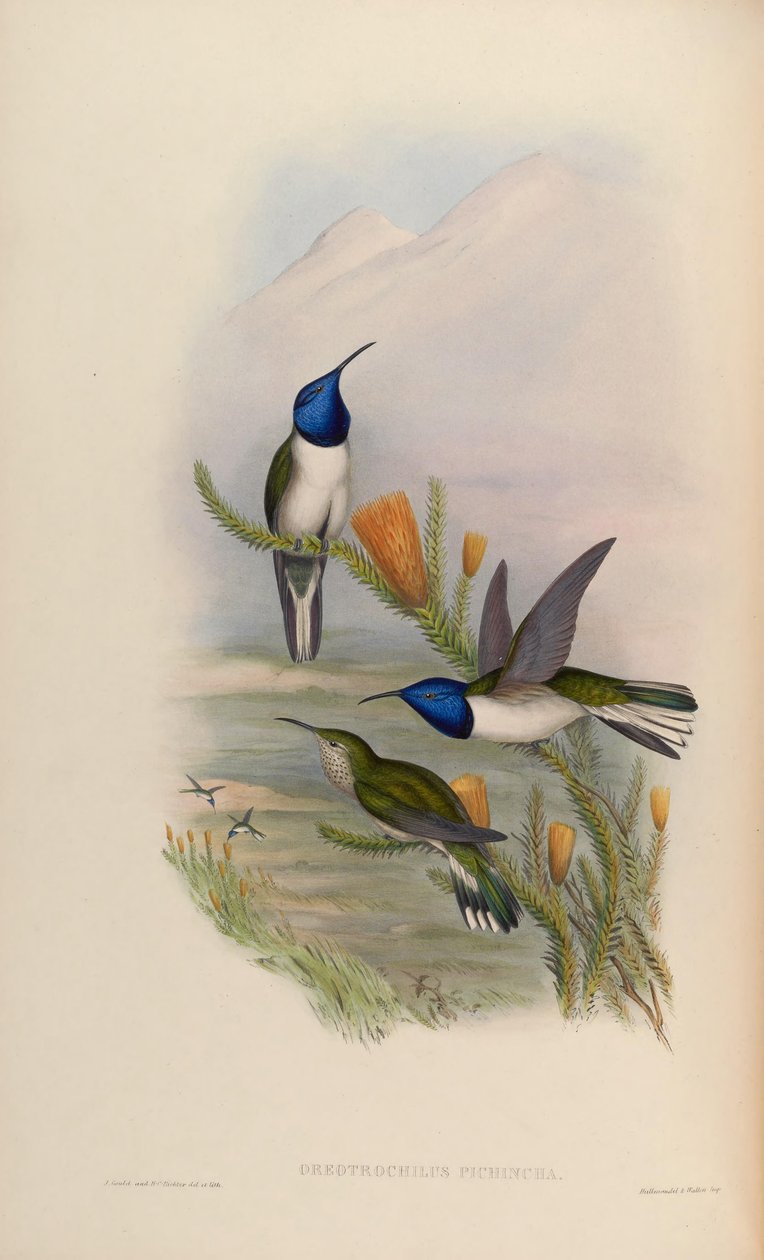 Oreotrochilus pichina = Oreotrochilus chimborazo jamesonii av John Gould