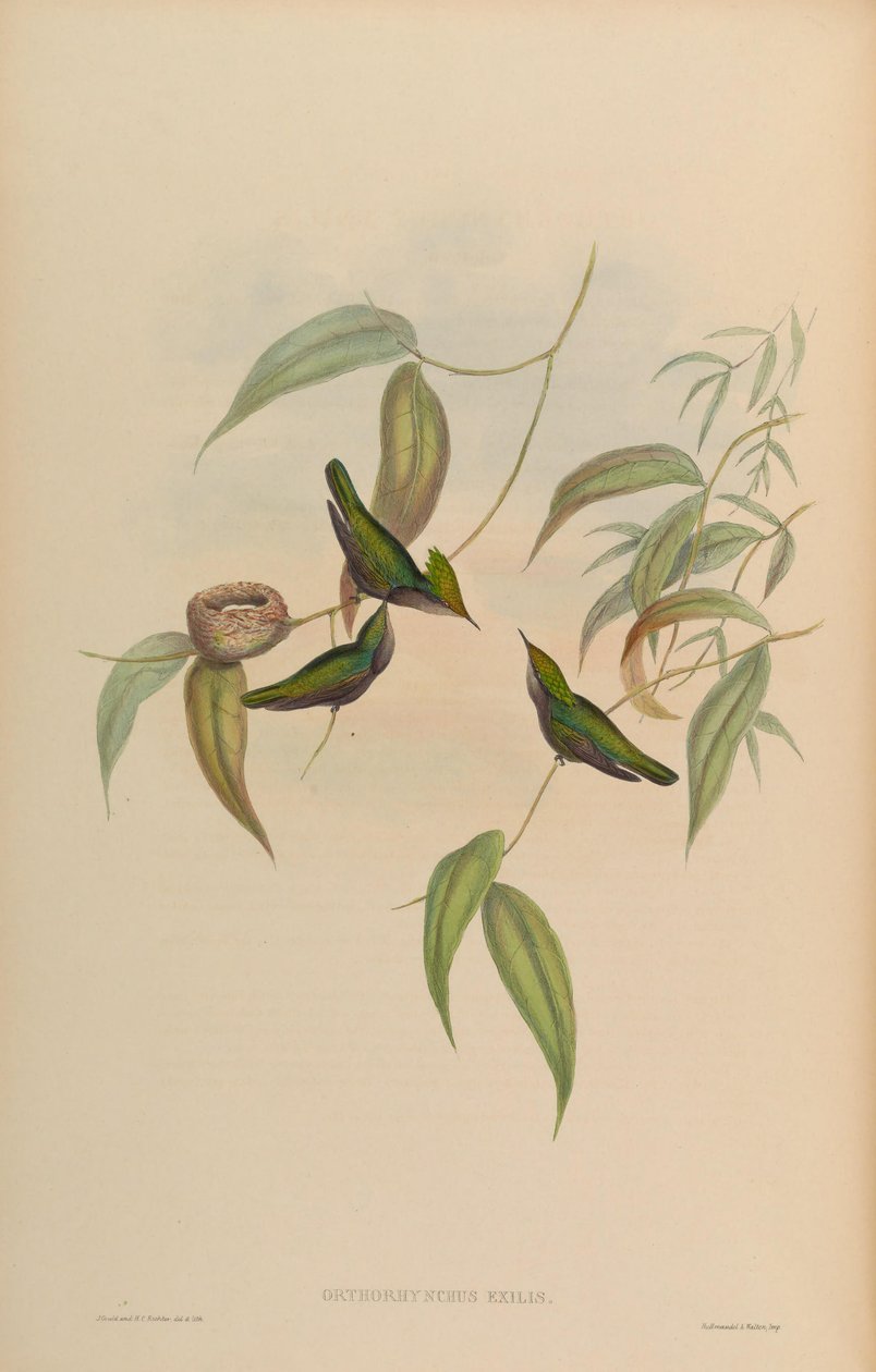 Orthorhynchus exilis = Orthorhynchus cristatus exilis av John Gould