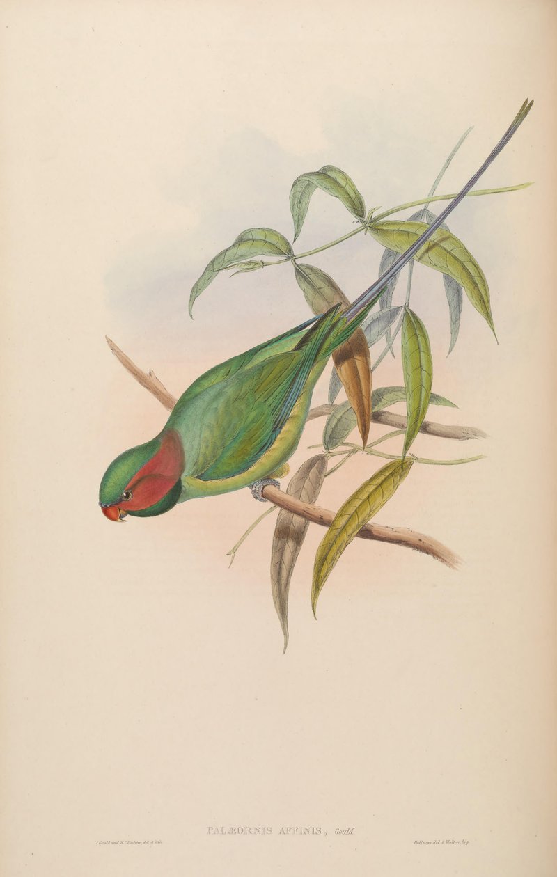 Palaeornis affinis = Psittacula longicauda av John Gould