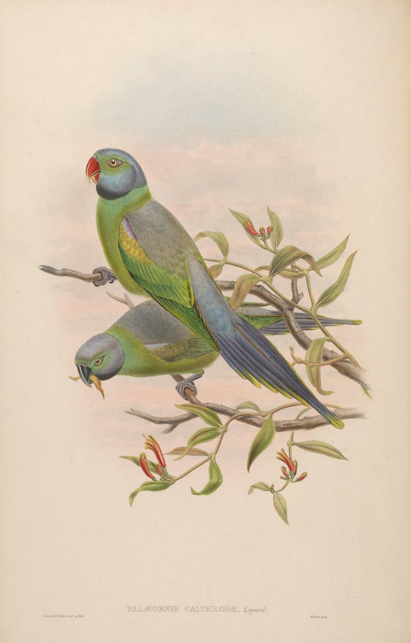Palaeornis calthropae = Psittacula calthropae av John Gould