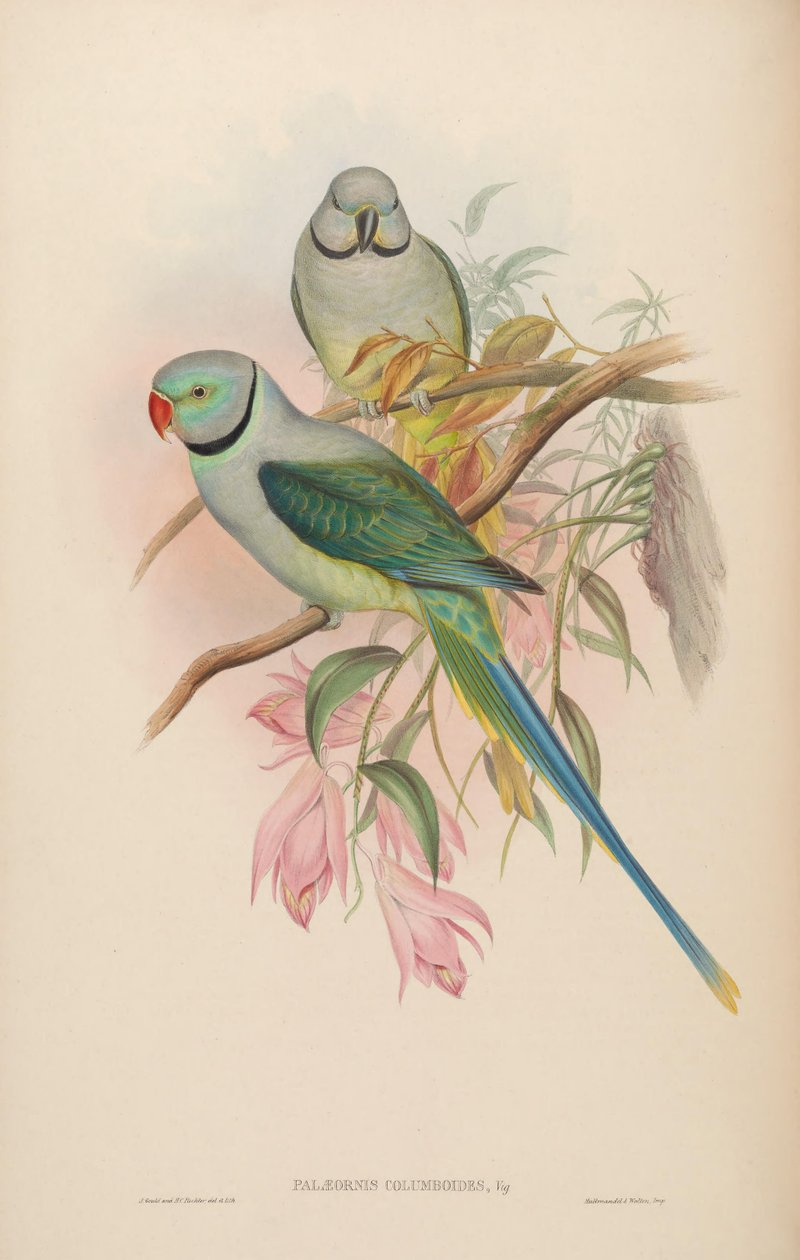 Palaeornis columboides = Psittacula columboides av John Gould