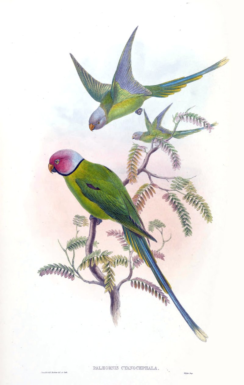 Palaeornis cyanocephalus = Psittacula cyanocephala [2] av John Gould