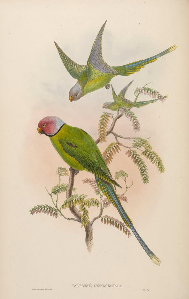 Palaeornis cyanocephalus = Psittacula cyanocephala [2] av John Gould