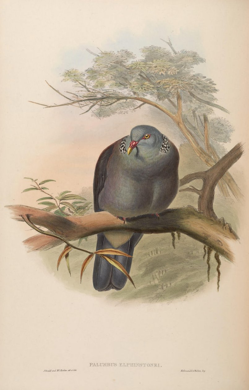 Palumbus elphinstonei = Columba elphinstonii av John Gould