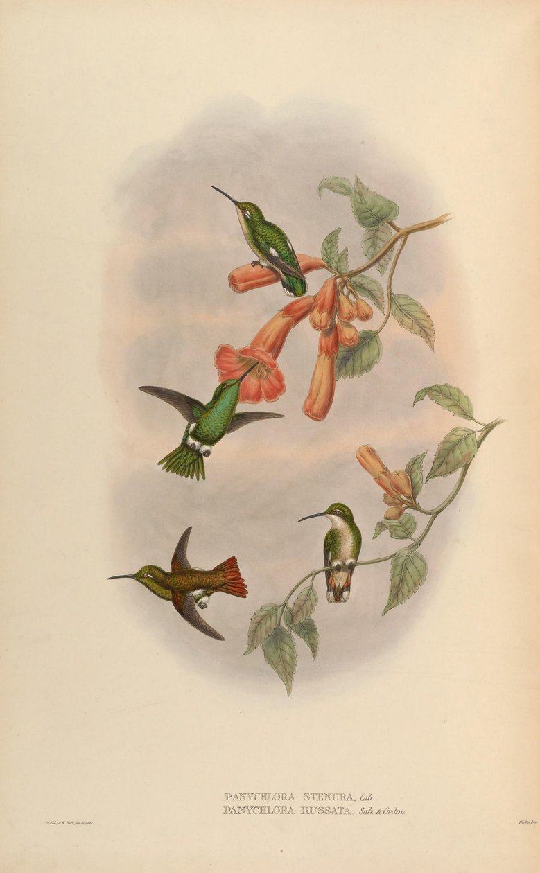 Panychlora russata = Chlorostilbon russatus Panychlora stenura = Chlorostilbon stenurus [2] av John Gould