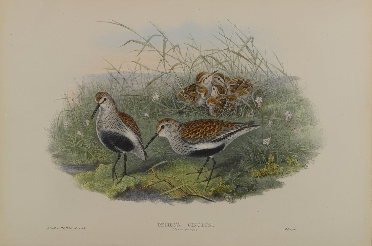 Pelinda Cinclus, sommerfjærdrakt - Dunlin av John Gould