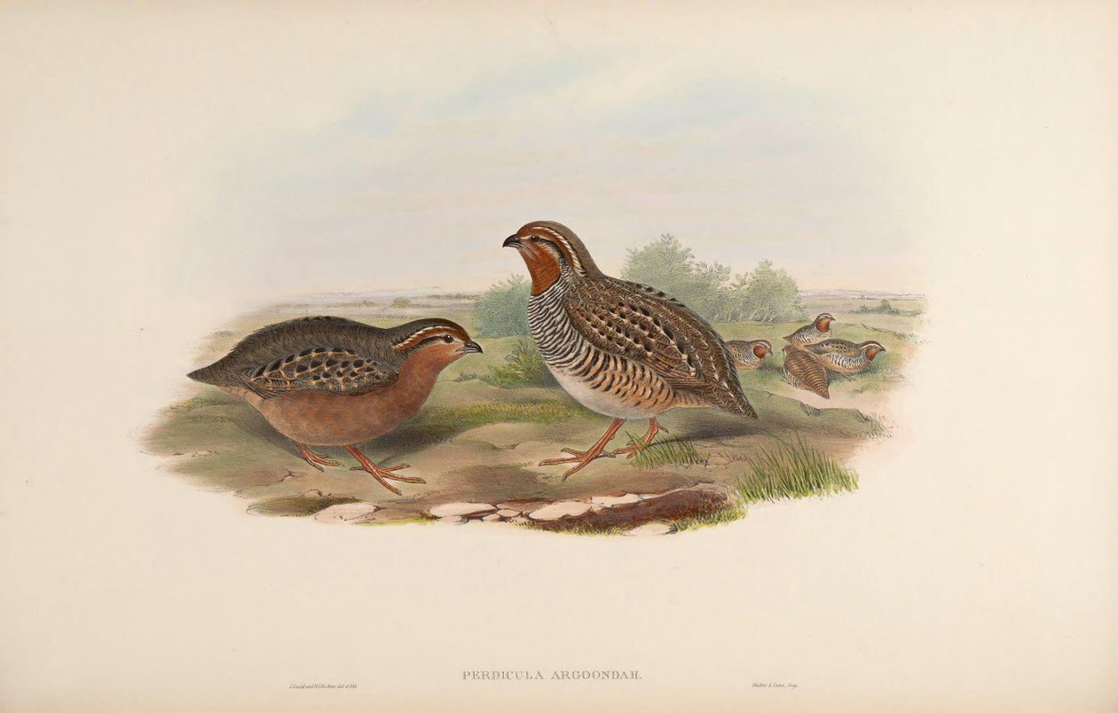 Perdicula argoondah av John Gould