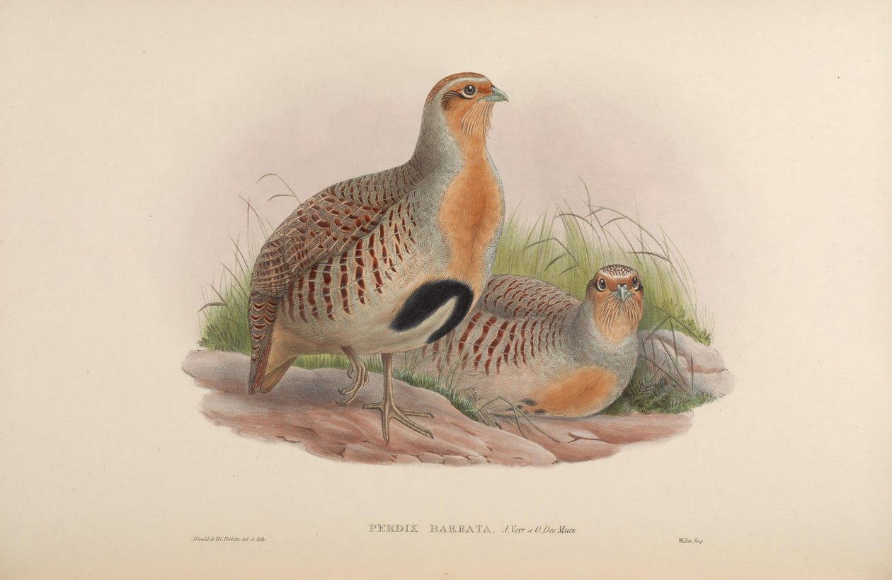Perdix barbata = Perdix dauurica av John Gould
