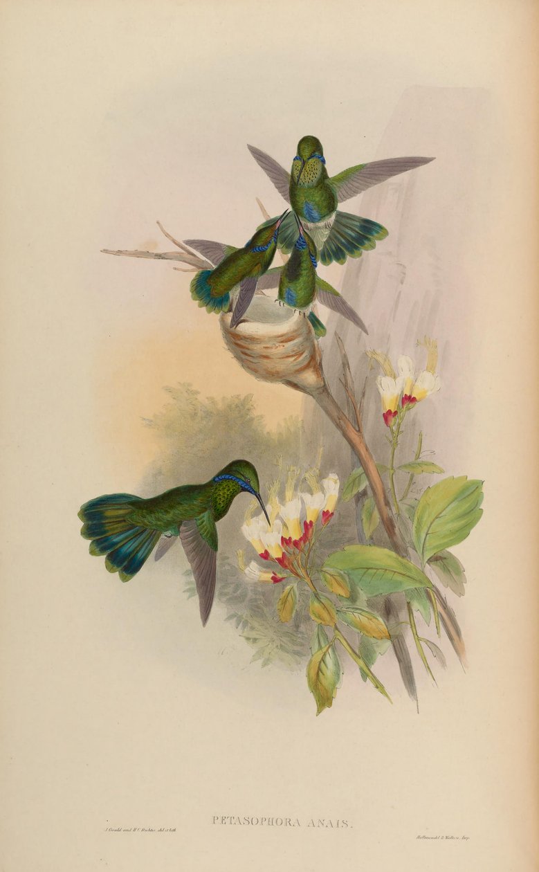 Petasophora anais = Colibri blinker av John Gould