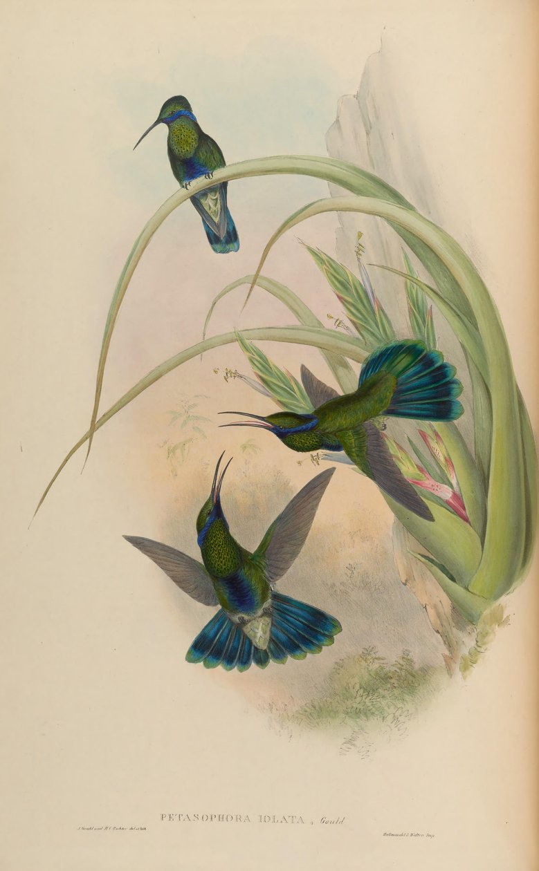 Petasophora iolata = Colibri blinker av John Gould