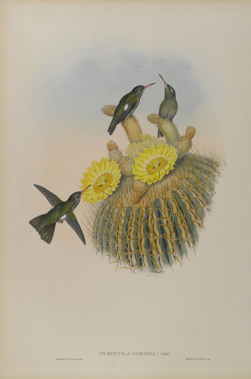 Phaeoptila Sordida: Dusky av John Gould